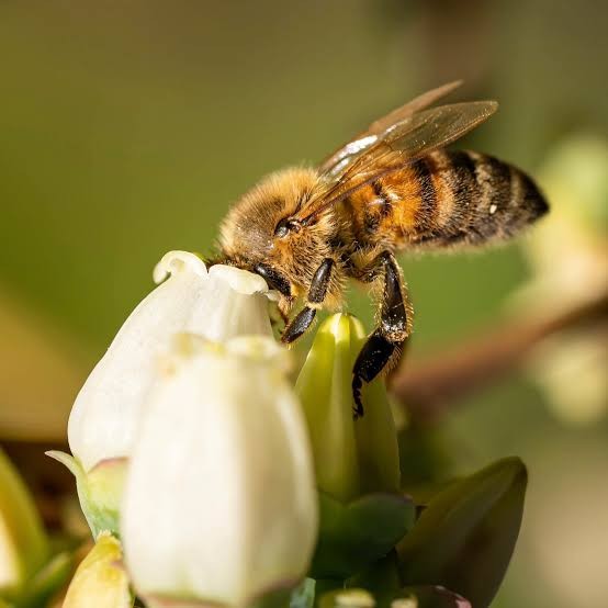 A honey bee feeding on a white flower