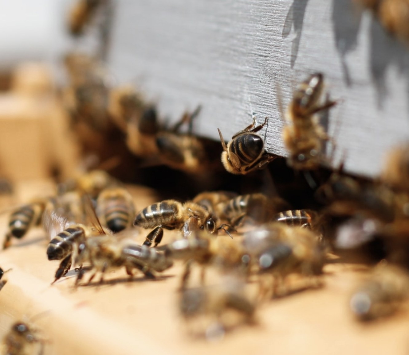 Honey bees crowding the entrance of their hive