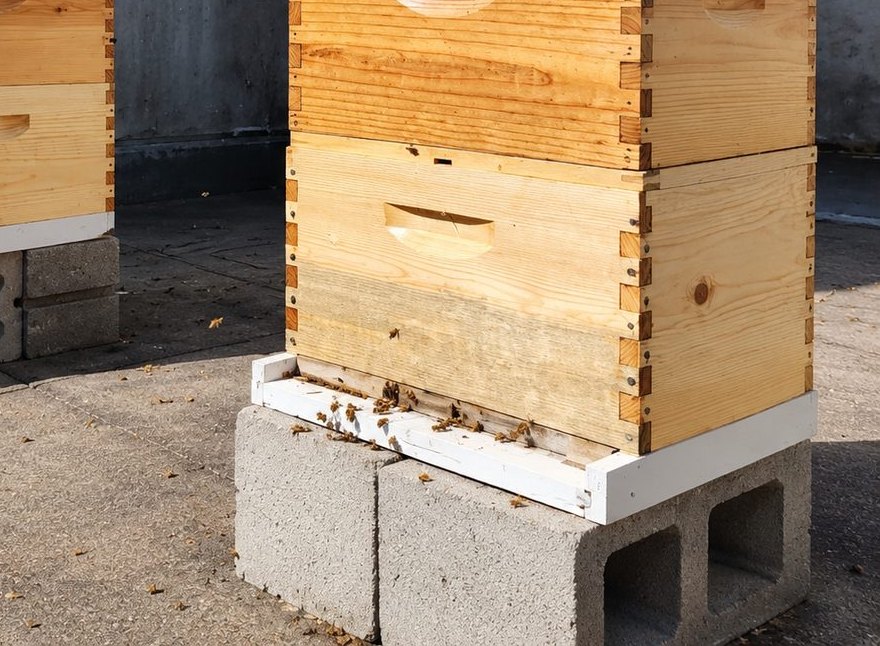 Honey bees at the entrance of a Smart Hives hive in the sun