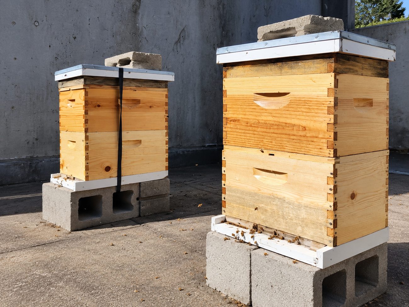 Beehives in the sun